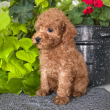 Poodle Puppy Rickey