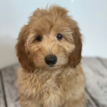 Goldendoodle Puppy Charlie Champ