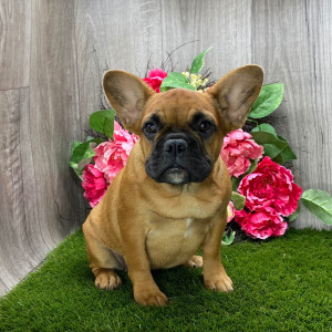 French Bulldog Puppy Lizzie