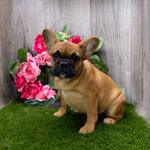 French Bulldog Puppy Lizzie