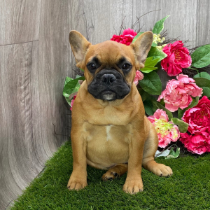 French Bulldog Puppy Lizzie