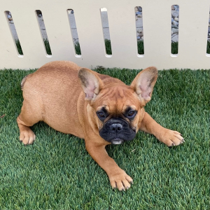 French Bulldog Puppy Lizzie