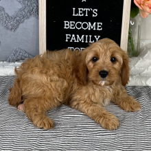 Cavapoo Puppy Casino