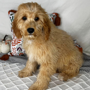Cavapoo Puppy Casino