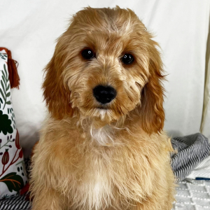 Cavapoo Puppy Casino