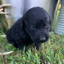Labradoodle Puppy Ollie
