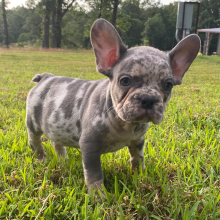 French Bulldog Puppy King