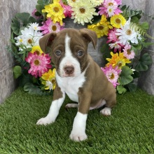 Brat Terrier Puppy Freddie