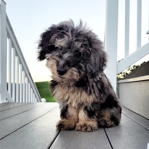 Bernedoodle Puppy King