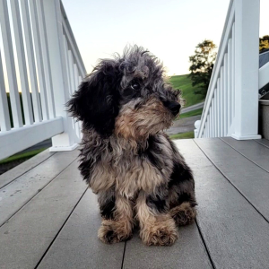 Bernedoodle Puppy King