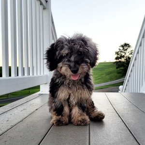 Bernedoodle Puppy King
