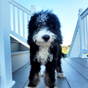 Bernedoodle Puppy Isaac