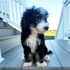 Bernedoodle Puppy Isaac