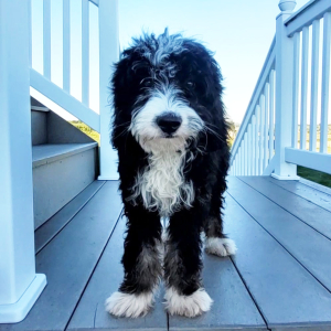 Bernedoodle Puppy Isaac