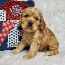 Cocker Spaniel Puppy Puddles