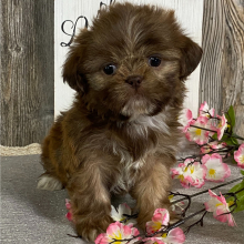 Shih Tzu Puppy Marciana
