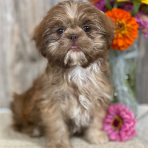 Shih Tzu Puppy Marciana