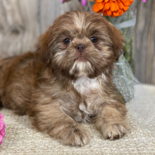 Shih Tzu Puppy Marciana