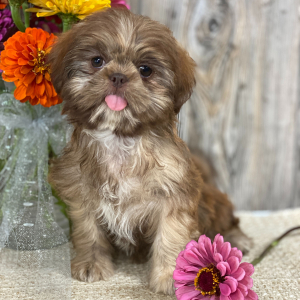 Shih Tzu Puppy Marciana