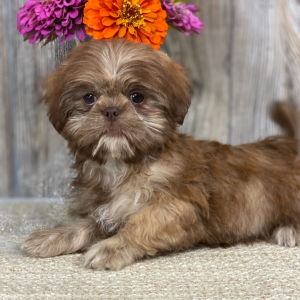 Shih Tzu Puppy Marciana