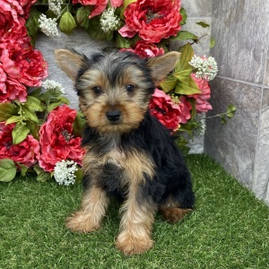 Yorkshire Terrier Puppy Arnold