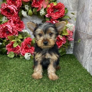 Yorkshire Terrier Puppy Arnold