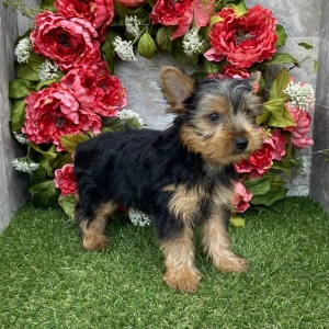 Yorkshire Terrier Puppy Arnold
