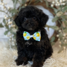 Poodle Puppy Oskcar