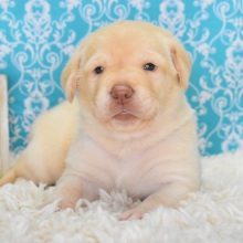 Labrador Retriever Puppy Olive