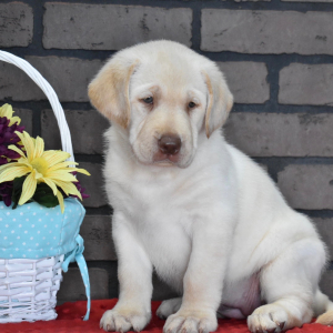 Labrador Retriever Puppy Olive