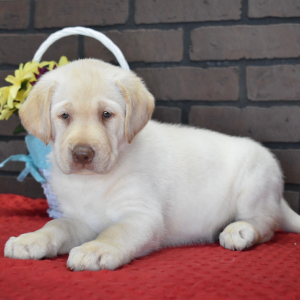 Labrador Retriever Puppy Olive