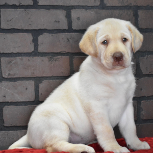 Labrador Retriever Puppy Olive