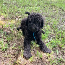Labradoodle Puppy Lennie