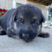 German Shepherd Dog Puppy Candy