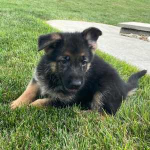 German Shepherd Dog Puppy Candy