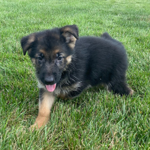 German Shepherd Dog Puppy Candy