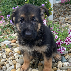German Shepherd Dog Puppy Candy