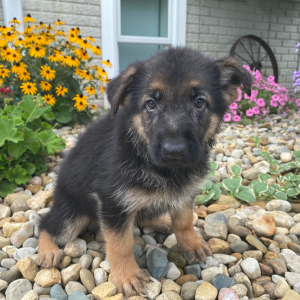 German Shepherd Dog Puppy Candy