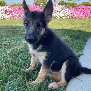 German Shepherd Dog Puppy Candy