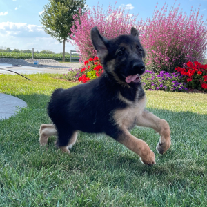 German Shepherd Dog Puppy Candy