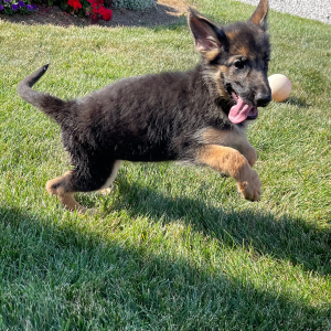 German Shepherd Dog Puppy Candy