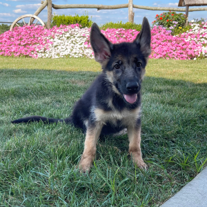 German Shepherd Dog Puppy Candy