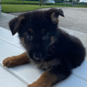 German Shepherd Dog Puppy Delilah