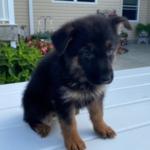 German Shepherd Dog Puppy Delilah