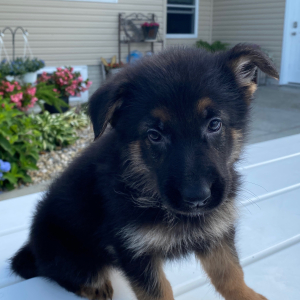 German Shepherd Dog Puppy Delilah