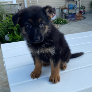 German Shepherd Dog Puppy Delilah