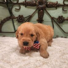 Golden Retriever Puppy Elmer