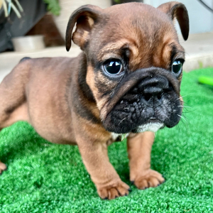 Bulldog Puppy Angel