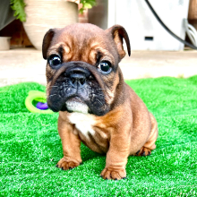 Bulldog Puppy Angel