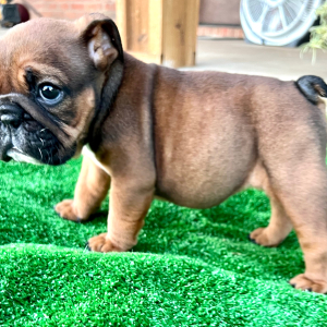 Bulldog Puppy Angel
